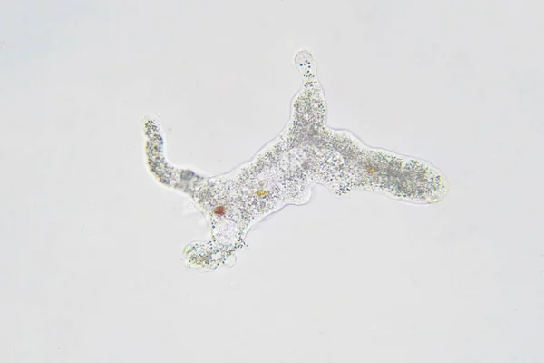 Amoeba Proteus 원생동물은 Pseudopodia 이름의 촉수류를 사용하여 이동하고 식세포는 단세포 — 스톡 사진