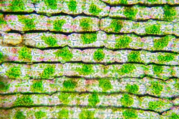 Celule Vegetale Sub Vizualizarea Microscopului Pentru Educație — Fotografie, imagine de stoc