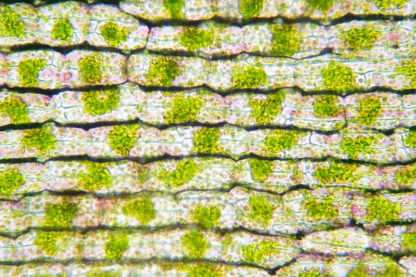 Célula Vegetal Sob Visão Microscópica Para Educação — Fotografia de Stock