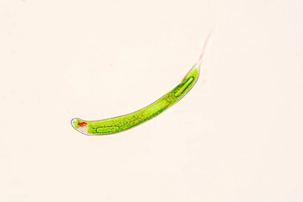 Euglena Jest Rodzajem Jednokomórkowego Flagellatu Eukaryotes — Zdjęcie stockowe