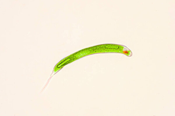 Euglena is a genus of single-celled flagellate Eukaryotes.