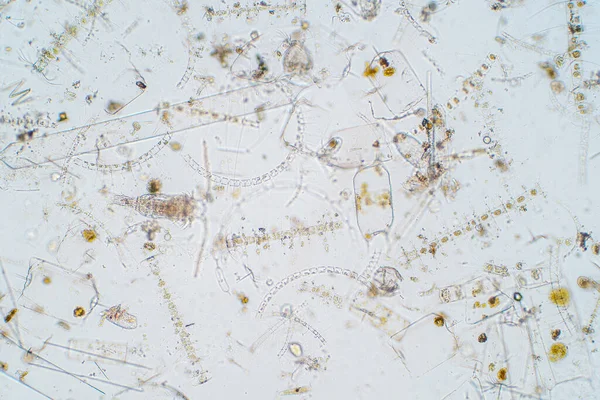 Marine Aquatic Plankton Microscope View — Stock Photo, Image