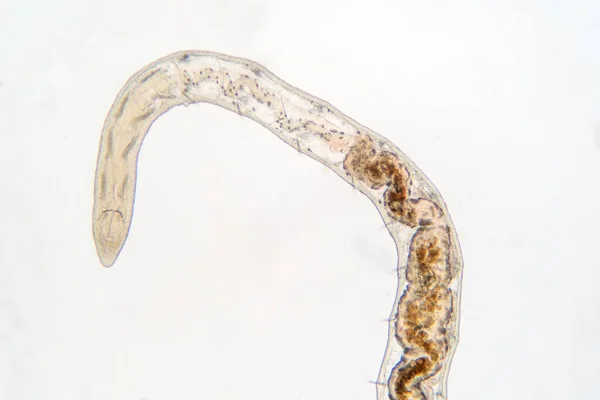 Червь Tubifex Видом Microscope Образования — стоковое фото