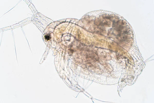 水のフリー ダフニアマグナ 教育のための顕微鏡観察の下で小さなプランクトンの甲殻類です — ストック写真