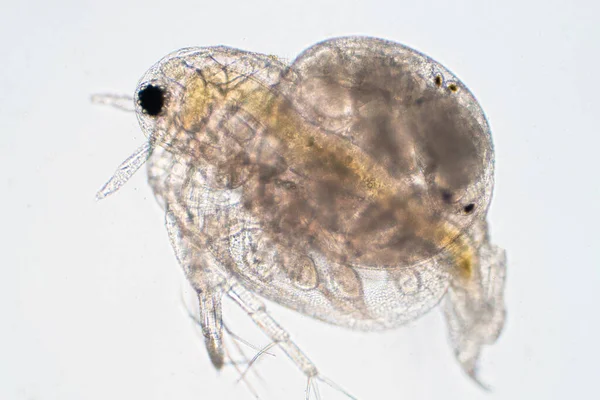 Vízi Bolha Daphnia Magna Egy Kis Planktonikus Rákféle Mikroszkóp Alatt — Stock Fotó