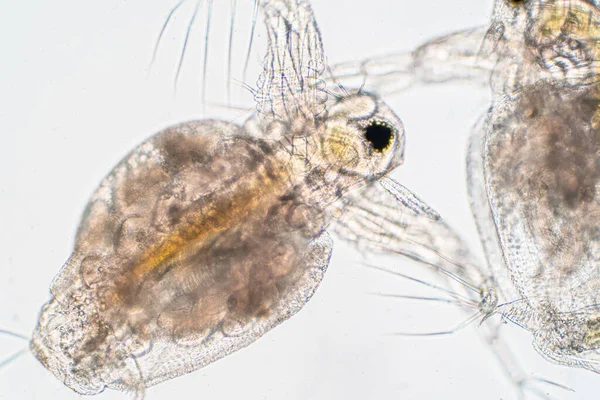 Water Flea Daphnia Magna Small Planktonic Crustacean Microscope View Education — Stock Photo, Image
