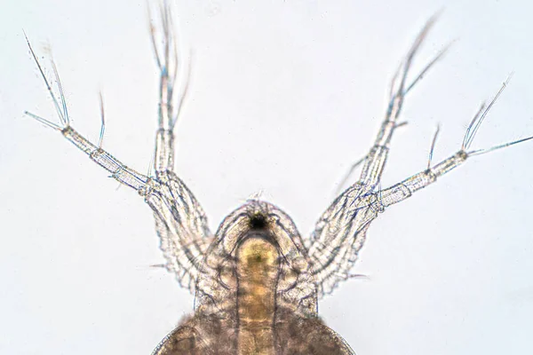 Wasserfloh Daphnia Magna Ist Ein Kleines Planktonisches Krebstier Unter Dem — Stockfoto