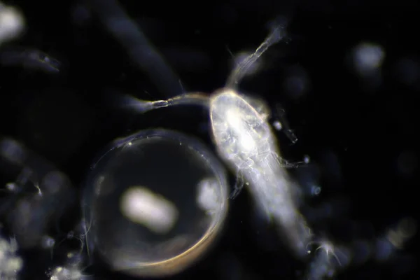 Планктон Организмы Дрейфующие Океанах Морях Zooplankton — стоковое фото