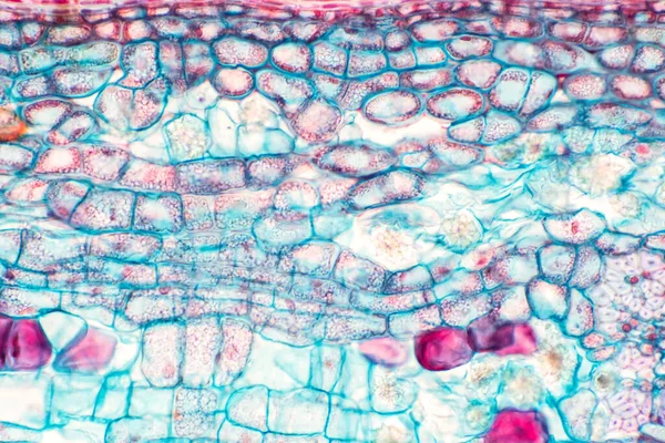 Tvärsnitt Växtstammen Mikroskop Visa Struktur Collenchyma Celler För Utbildning Botanik — Stockfoto