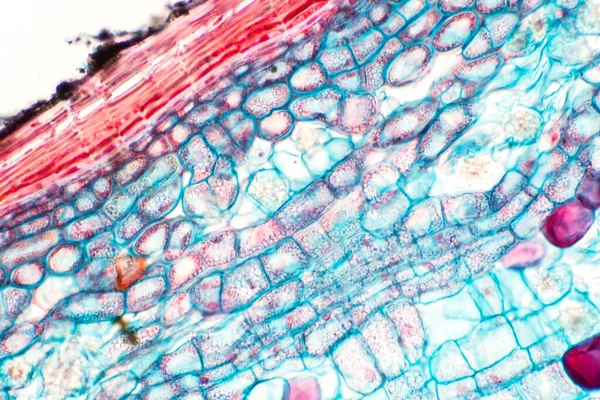 Secções Transversais Caule Planta Sob Vista Microscópio Mostram Estrutura Pilhas — Fotografia de Stock