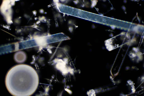 Marine aquatic plankton (Diatoms) under the microscope view.