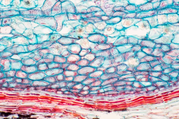 Tvärsnitt Växtstammen Mikroskop Visa Struktur Collenchyma Celler För Utbildning Botanik — Stockfoto