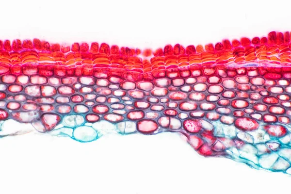 Sezioni Trasversali Del Fusto Vegetale Microscopio Mostrano Struttura Delle Cellule — Foto Stock