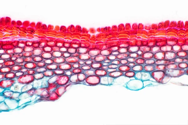 Sezioni Trasversali Del Fusto Vegetale Microscopio Mostrano Struttura Delle Cellule — Foto Stock