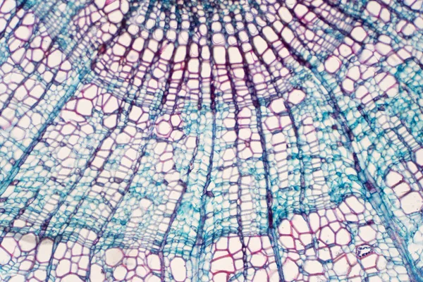 Поперечное Сечение Xylem Является Тип Ткани Сосудистых Растений Которые Транспортирует — стоковое фото