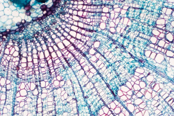 횡단면 Cross Section Xylem 영양분을 운반하는 식물의 조직이다 과학적 — 스톡 사진