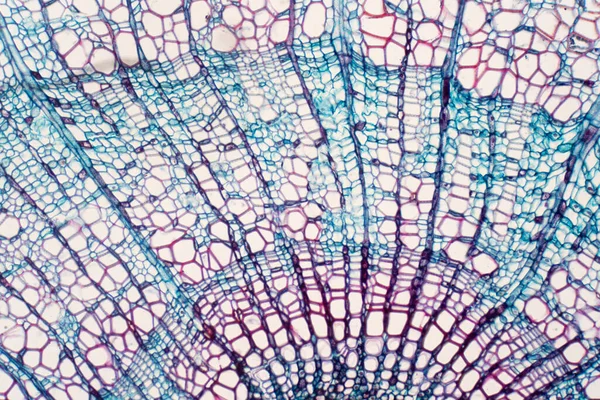 横断面 木质部是维管束植物中一种输送水分和某些营养物质的组织 科学研究 植物组织结构 — 图库照片