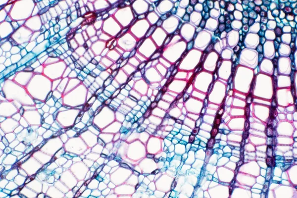 횡단면 Cross Section Xylem 영양분을 운반하는 식물의 조직이다 과학적 — 스톡 사진