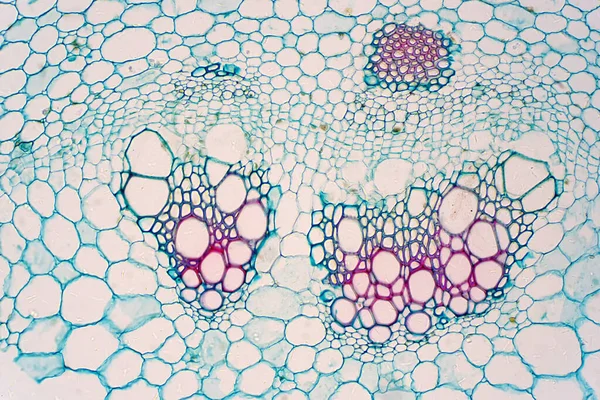 Secções Transversais Plantas Mostram Tecido Vascular Vegetal Sob Visão Microscópica — Fotografia de Stock