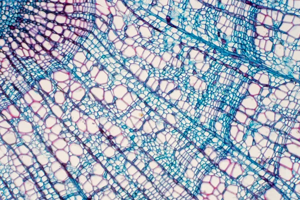 Cross section - Xylem is a type of tissue in vascular plants that transports water and some nutrients. Scientific research. Plant tissue Structure.