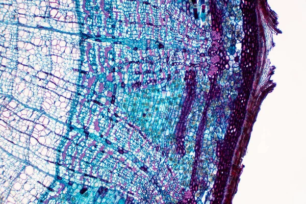 Phloemは 水といくつかの栄養素を輸送する血管植物の組織の一種です 科学研究だ 植物組織構造 — ストック写真