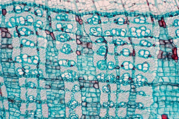 Phloemは 水といくつかの栄養素を輸送する血管植物の組織の一種です 科学研究だ 植物組織構造 — ストック写真