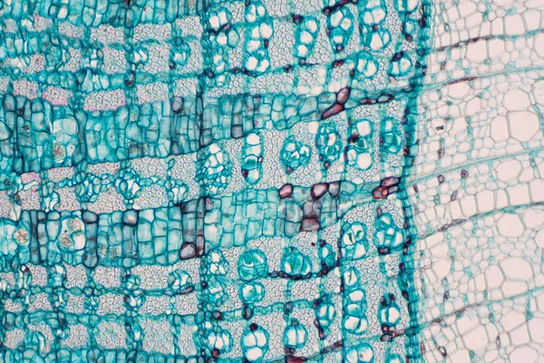 Cross section - Phloem is a type of tissue in vascular plants that transports water and some nutrients. Scientific research. Plant tissue Structure.