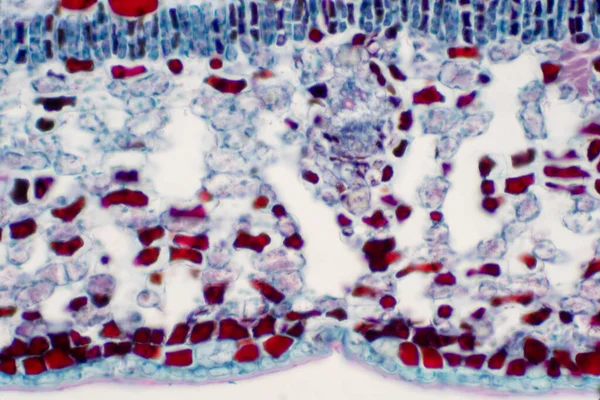 Hoja Transversal Planta Bajo Microscopio Vista Para Educación — Foto de Stock