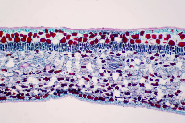 Foglia Sezione Trasversale Plant Microscopio Vista Istruzione — Foto Stock