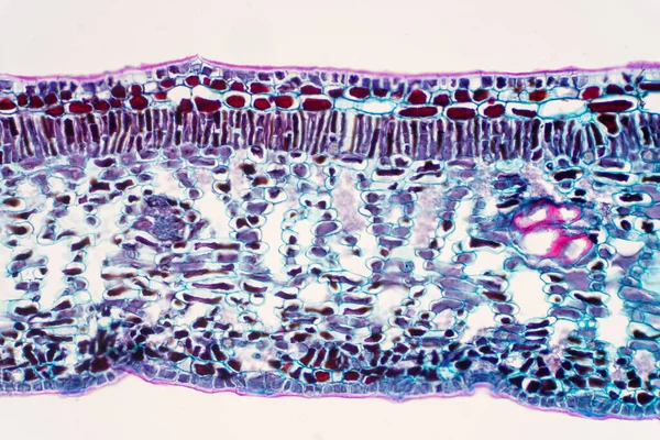 Tvärsnittsblad Växt Mikroskop För Utbildning — Stockfoto