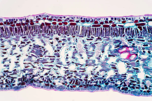 Hoja Transversal Planta Bajo Microscopio Vista Para Educación — Foto de Stock