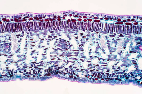 Eğitim Için Mikroskop Altında Bitki Nin Çapraz Bölüm Yaprağı — Stok fotoğraf
