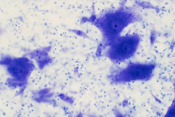 Neuroner Och Nervsystemet Hjärnan Histologi Mänsklig Hjärnvävnad Bild Mikroskop — Stockfoto