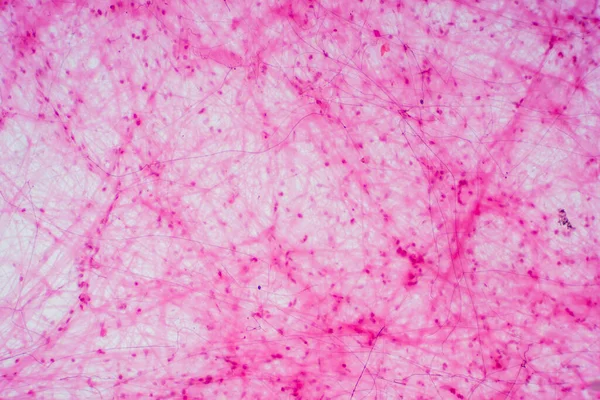 Tessuto Connettivo Areolare Microscopio Istologico Fisiologia Umana — Foto Stock