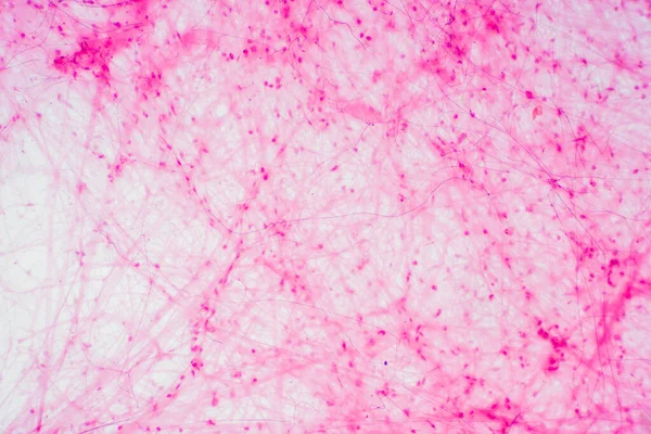 Areolar connective tissue under the microscope view. Histological for human physiology.