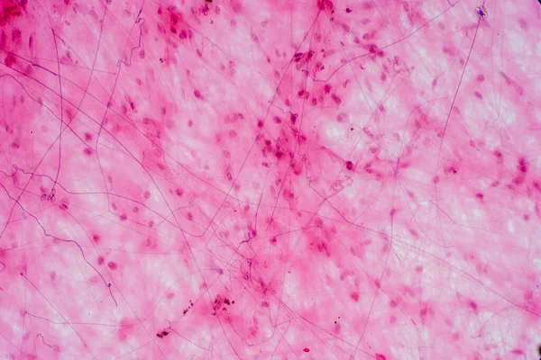 Ареолярная Соединительная Ткань Микроскопом Гистологическая Физиология Человека — стоковое фото