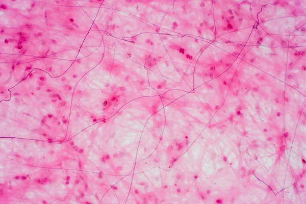 현미경으로 수있는 생리학의 — 스톡 사진