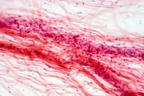 Tejido Conjuntivo Auricular Bajo Vista Del Microscopio Histológico Para Fisiología — Foto de Stock