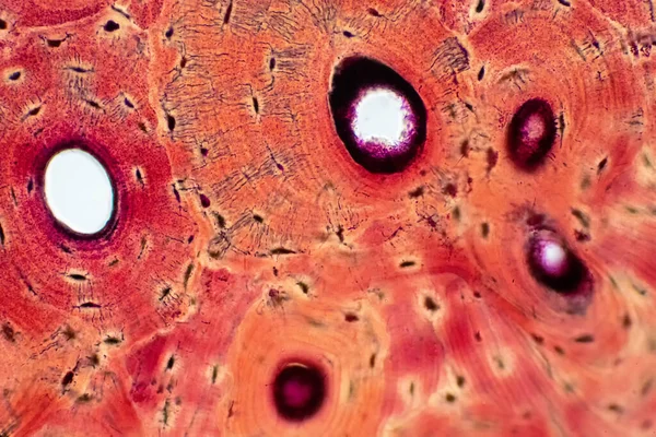 Muscle bone connection and connective tissue. Histology of human compact bone tissue under microscope view for education.