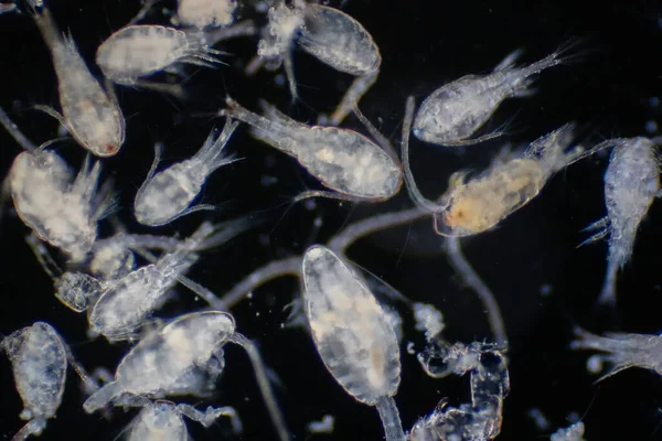 Kopepod (Zooplankton), deniz ve tatlı su habitatlarında bulunan küçük bir kabuklulardır..