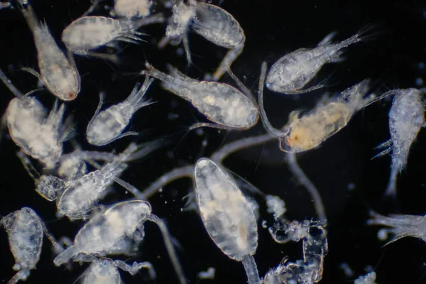 Копепод Zooplankton Группа Мелких Ракообразных Обитающих Морской Пресноводной Среде Обитания — стоковое фото