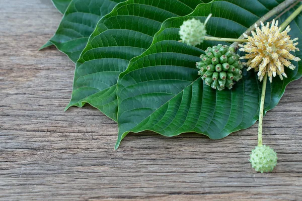 Mitragyna Speciosa Nebo Kratom Listy Droga Rostlin Léčivá Rostlina Návyková — Stock fotografie