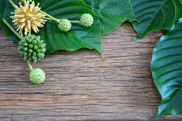 Mitragyna Speciosa Nebo Kratom Listy Droga Rostlin Léčivá Rostlina Návyková — Stock fotografie