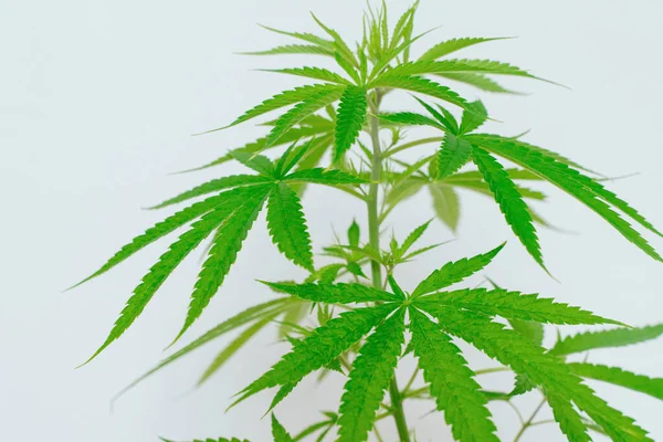 Cannabis Wird Kommerziell Angebaut Ist Eine Heilpflanze Und Macht Süchtig — Stockfoto