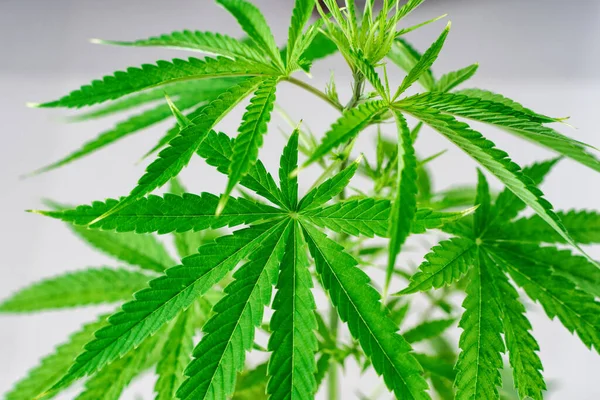 Cultivo Comercial Cannabis Una Planta Medicinal Adictiva Concepto Medicina Alternativa —  Fotos de Stock