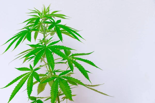 Cannabis Reklám Növekszik Gyógynövény Függőséget Okoz Fogalma Gyógynövény Alternatív Gyógyászat — Stock Fotó