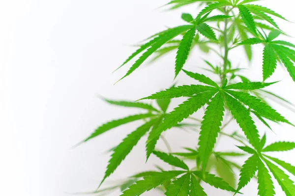 Cannabis Wird Kommerziell Angebaut Ist Eine Heilpflanze Und Macht Süchtig — Stockfoto
