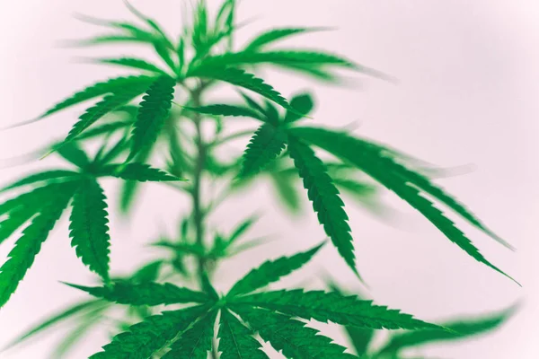 Cannabis Wird Kommerziell Angebaut Ist Eine Heilpflanze Und Macht Süchtig — Stockfoto