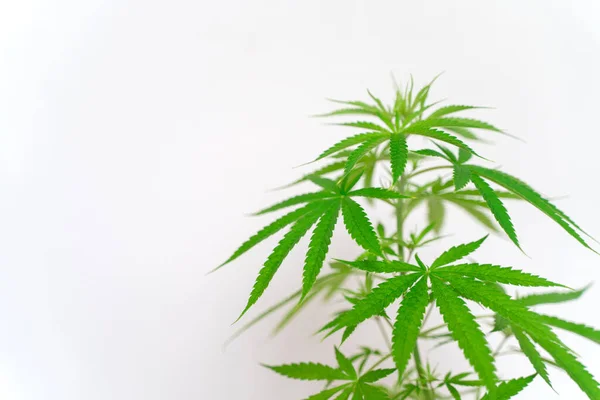 Cannabis Wird Kommerziell Angebaut Ist Eine Heilpflanze Und Macht Süchtig — Stockfoto