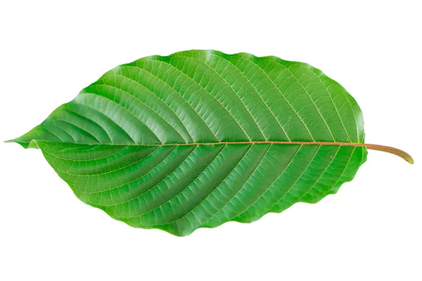 Mitragyna Speciosa Korth Kratom Droga Planta Una Planta Medicinal Adictiva — Foto de Stock